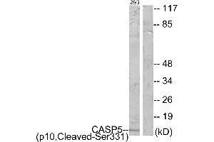Western blot analysis of extracts from 293 cells, treated with etoposide (25uM, 1hour), using CASP5 (p10, Cleaved-Ser331) antibody. (CASP5 抗体  (Cleaved-Ser331, Subunit p10))