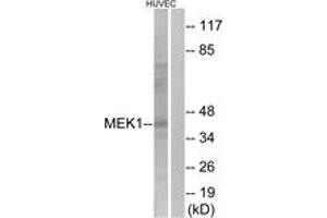 Western blot analysis of extracts from HuvEc cells, using MEK1 (Ab-298) Antibody. (MEK1 抗体  (AA 264-313))