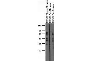 Adult rat brain membrane immunoblot.