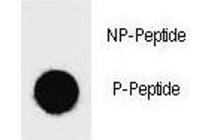Dot Blot (DB) image for anti-BCL2-Associated Agonist of Cell Death (BAD) (pSer25) antibody (ABIN3030122)