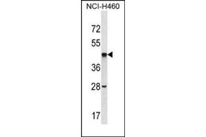 Western blot analysis of AP53852PU-N SEPT2 Antibody (C-term) Cat. (Septin 2 抗体  (C-Term))