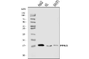Western blot analysis of PPIL3 using anti-PPIL3 antibody (ABIN7599018).