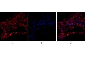 Immunofluorescence analysis of human lung tissue.