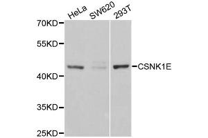 Western blot analysis of extracts of various cell lines, using CSNK1E antibody. (CK1 epsilon 抗体)