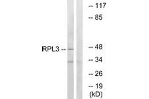 Western blot analysis of extracts from HT-29 cells, using RPL3 Antibody. (RPL3 抗体  (AA 211-260))