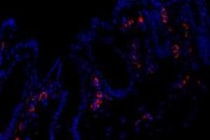 Immunofluorescent analysis of paraformaldehyde-fixed mouse rectum using FAM135B (ABIN7073910) at dilution of 1: 1000 (FAM135B 抗体)