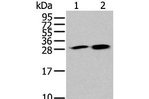 Western blot analysis of 293T and 231 cell lysates using HDHD2 Polyclonal Antibody at dilution of 1:400 (HDHD2 抗体)
