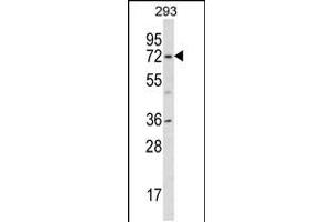 Western blot analysis in 293 cell line lysates (35ug/lane). (KCND1 抗体  (N-Term))
