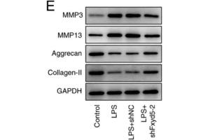 Western blot analysis showed that Fxyd5 knockdown reversed the LPS-induced ECM degradation in ATDC5 cells, as supported by MMP3 and MMP13 downregulation and aggrecan and collagen II upregulation in the shFxyd5 group compared with the shNC group. (Aggrecan 抗体  (AA 34-147))