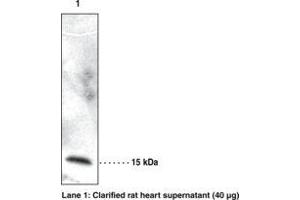 Image no. 1 for anti-Retinol Binding Protein 7, Cellular (RBP7) antibody (ABIN2450401)