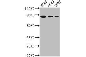 Western Blotting (WB) image for anti-X-Ray Repair Complementing Defective Repair in Chinese Hamster Cells 5 (Double-Strand-Break Rejoining) (XRCC5) antibody (ABIN7127596)