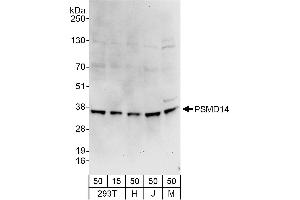 Western Blotting (WB) image for anti-Proteasome (Prosome, Macropain) 26S Subunit, Non-ATPase, 14 (PSMD14) (AA 260-310) antibody (ABIN7449794)
