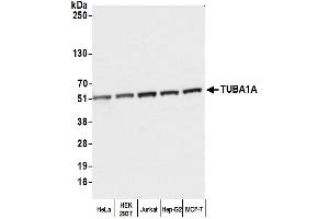 Western Blotting (WB) image for anti-alpha Tubulin (TUBA1) (AA 175-225) antibody (ABIN7452571)