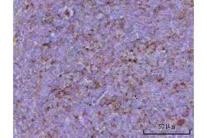 IHC analysis of CD39/Entpd1 using anti-CD39/Entpd1 antibody (ABIN7601581).