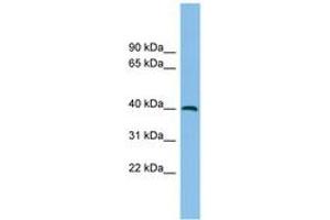 Image no. 1 for anti-Alcohol Dehydrogenase 5 (Class III), chi Polypeptide (ADH5) (C-Term) antibody (ABIN6744917) (ADH5 抗体  (C-Term))