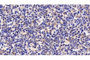 Detection of CYCS in Human Lymph node Tissue using Monoclonal Antibody to Cytochrome C (CYCS)
