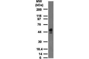 Western blot testing of human spleen lysate with CD63 antibody at 2 ug/ml. (CD63 抗体)