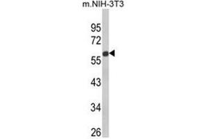 Western blot analysis of GDF10 Antibody (Center) in NIH-3T3 cell line lysates (35ug/lane). (GDF10 抗体  (Middle Region))