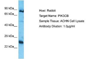 Host: Rabbit Target Name: PIK3CB Sample Type: ACHN Whole Cell lysates Antibody Dilution: 1.