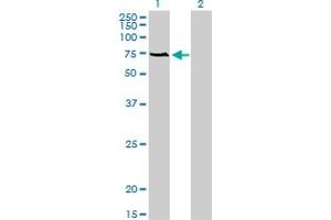 Western Blotting (WB) image for anti-Acyl-CoA Binding Domain Containing 3 (Acbd3) (AA 73-171) antibody (ABIN566272)