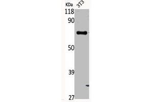 Western Blot analysis of NIH-3T3 cells using Phospho-Syk (Y348) Polyclonal Antibody (SYK 抗体  (pTyr348))