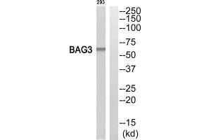 Western blot analysis of extracts from 293 cells, using BAG3 antibody. (BAG3 抗体  (Internal Region))