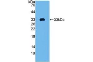 Detection of Recombinant COL1a2, Mouse using Polyclonal Antibody to Collagen Type I Alpha 2 (COL1a2) (COL1A2 抗体  (AA 1109-1372))