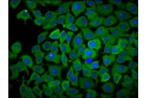 Immunofluorescence staining of A549 cells with ABIN7163387 at 1:166, counter-stained with DAPI. (PPCDC 抗体  (AA 51-183))