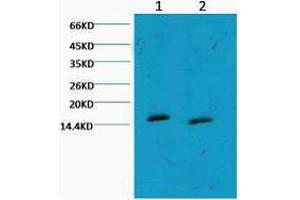 Western Blot (WB) analysis of HeLa, diluted at 1) 1:1000, 2) 1:3000.