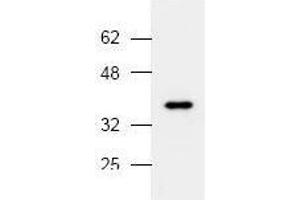 Image no. 1 for anti-Mitogen-Activated Protein Kinase 14 (MAPK14) (N-Term) antibody (ABIN127010) (MAPK14 抗体  (N-Term))