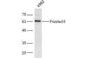 K562 cell lysates probed with Rabbit Anti-Frizzled 5/8 Polyclonal Antibody, Unconjugated  at 1:500 for 90 min at 37˚C. (Frizzled5/8 抗体  (AA 51-150))