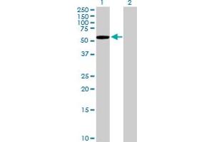 Western Blot analysis of KLHL7 expression in transfected 293T cell line by KLHL7 MaxPab polyclonal antibody. (KLHL7 抗体  (AA 1-586))