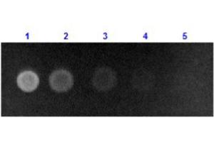 Dot Blot results of Rabbit Anti-Human Serum Albumin Antibody Fluorescein Conjugate. (Albumin 抗体  (FITC))
