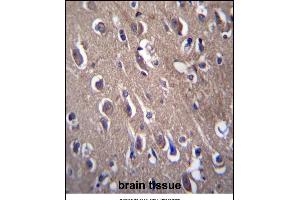 PON2 Antibody (N-term) (ABIN656876 and ABIN2846077) immunohistochemistry analysis in formalin fixed and paraffin embedded human brain tissue followed by peroxidase conjugation of the secondary antibody and DAB staining. (PON2 抗体  (N-Term))