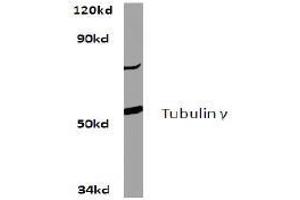 Image no. 2 for anti-Tubulin, gamma 1 (TUBG1) antibody (ABIN271969) (TUBG1 抗体)