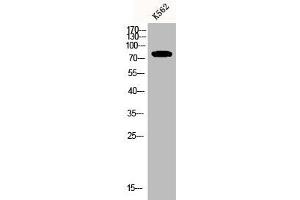 Western Blot analysis of K562 cells using CNG-2 Polyclonal Antibody (CNGA2 抗体  (Internal Region))