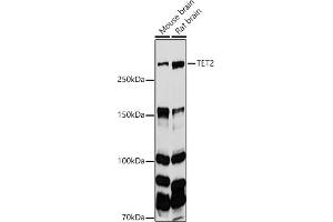 TET2 抗体  (AA 1833-2002)