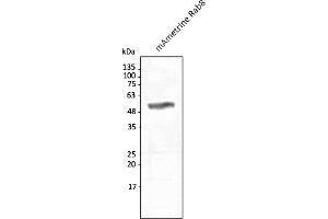 Western Blotting (WB) image for anti-mAmetrine Fluorescent Protein antibody (ABIN7273095) (mAmetrine Fluorescent Protein 抗体)