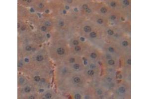 IHC-P analysis of Mouse Tissue, with DAB staining. (Glucocorticoid Receptor 抗体  (AA 622-755))
