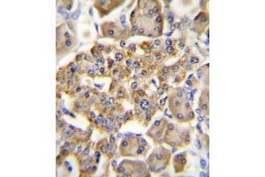 GIPR Antibody (N-term) A immunohistochemistry analysis in formalin fixed and paraffin embedded human pancreas tissue followed by peroxidase conjugation of the secondary antibody and DAB staining. (GIPR 抗体  (N-Term))