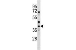 WNT6 antibody western blot analysis in HepG2 lysate (WNT6 抗体  (AA 173-201))