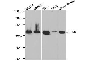 Western blot analysis of extracts of various cell lines, using RRM2 antibody (ABIN5973030) at 1/1000 dilution. (RRM2 抗体)