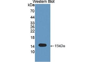 Western Blotting (WB) image for anti-Tumor Necrosis Factor Receptor Superfamily, Member 19 (TNFRSF19) (AA 61-163) antibody (ABIN5014480)