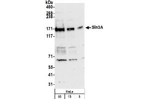 Western Blotting (WB) image for anti-SIN3 homolog A, transcription regulator (SIN3A) (AA 375-425) antibody (ABIN7450731)