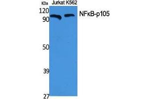 Western Blot (WB) analysis of specific cells using NFkappaB-p105 Polyclonal Antibody. (NFKB1 抗体  (Thr145))