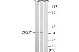 Western blot analysis of extracts from HT-29 cells and RAW264. (OR2Y1 抗体  (Internal Region))