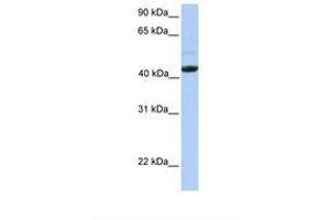 Image no. 1 for anti-Ectodysplasin A Receptor (EDAR) (AA 290-339) antibody (ABIN6738597) (EDAR 抗体  (AA 290-339))