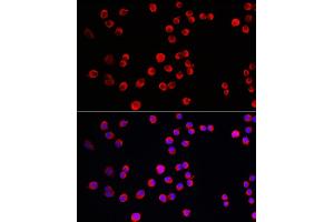 Immunofluorescence analysis of Neuro-2a cells using PTPN5 Rabbit pAb (ABIN7269705) at dilution of 1:150 (40x lens). (PTPN5 抗体  (AA 360-490))