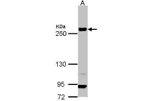 Laminin beta 1 抗体  (C-Term)