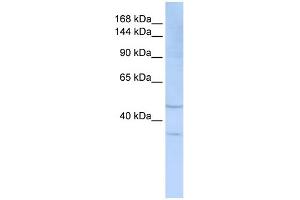 WB Suggested Anti-SIGLEC7 Antibody Titration:  0. (SIGLEC7 抗体  (Middle Region))